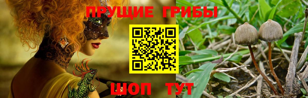 Псилоцибиновые грибы GOLDEN TEACHER Подольск